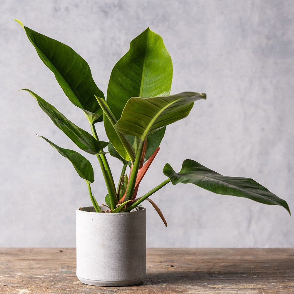 <i>Philodendron</i> 'Imperial Green'