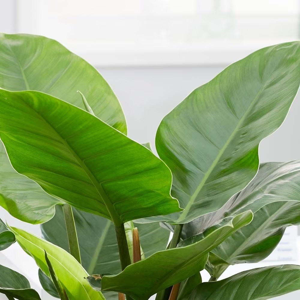 <i>Philodendron</i> 'Imperial Green'