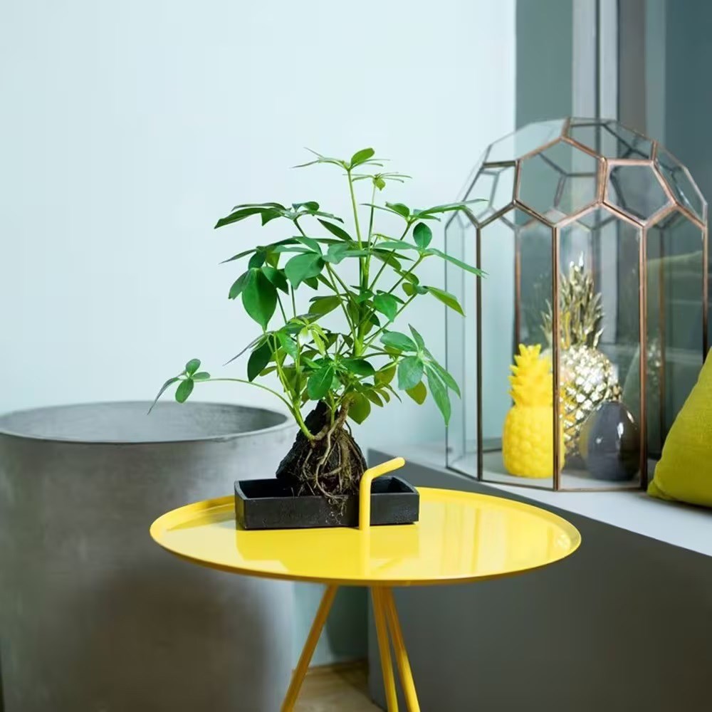 <i>Schefflera arboricola</i> 'Nora'