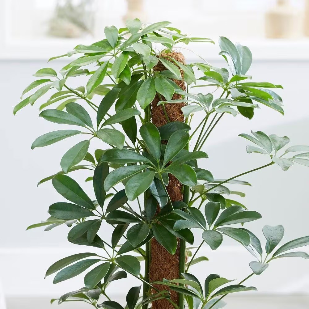 <i>Schefflera arboricola</i> 'Nora'