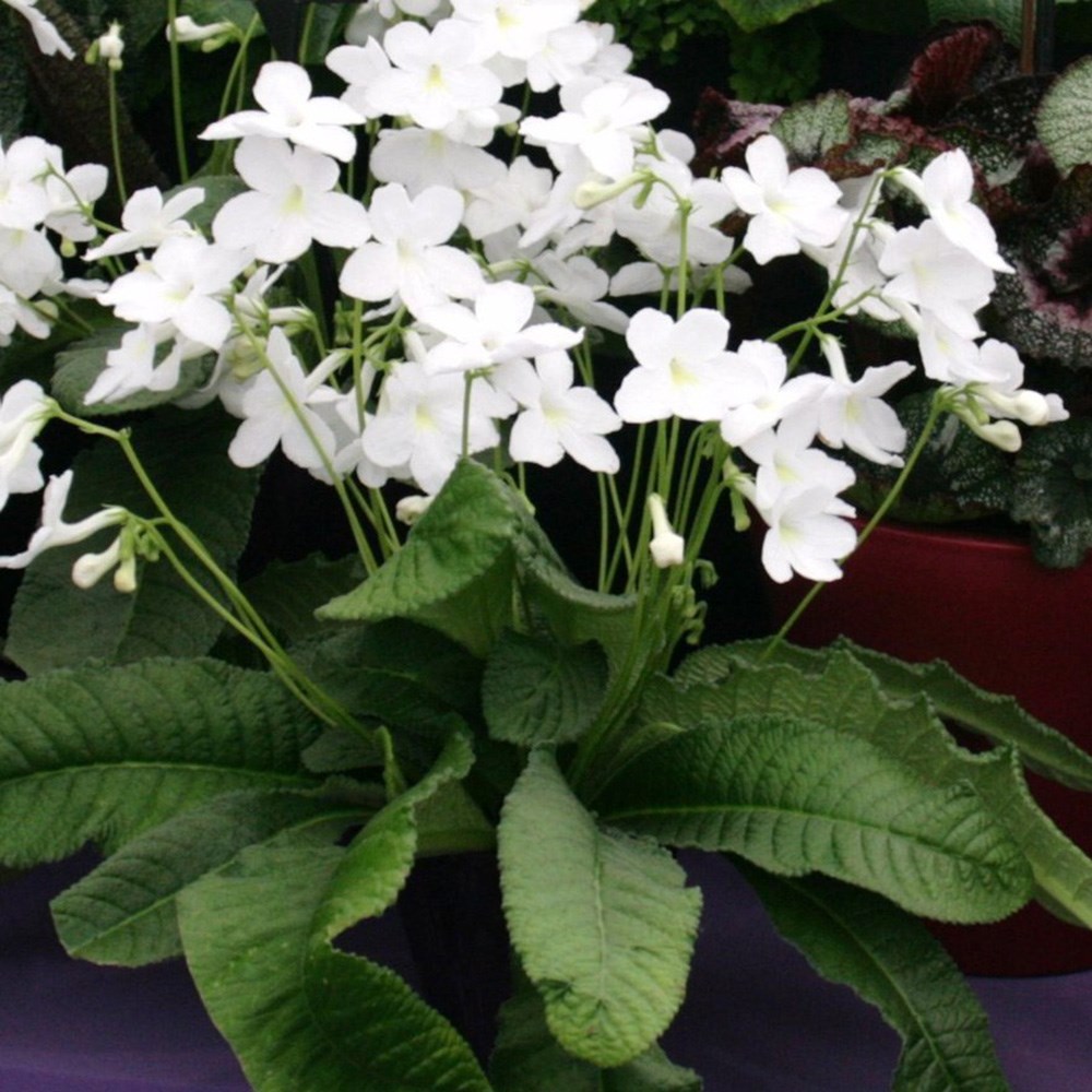 <i>Streptocarpus</i> 'Albatross'