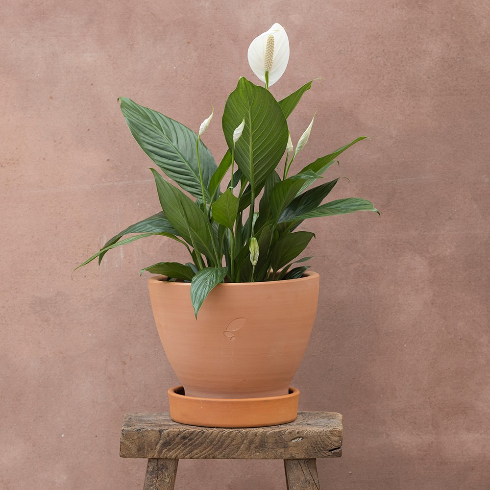 <i>Spathiphyllum</i> <b class=small-caps>Bingo Cupido</b> ('Spapril') (PBR) | Houseplant