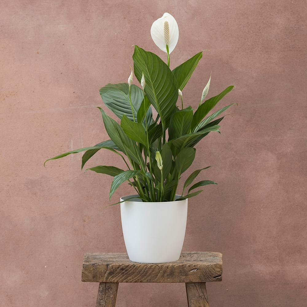 <i>Spathiphyllum</i> <b class=small-caps>Bingo Cupido</b> ('Spapril') (PBR) | Houseplant
