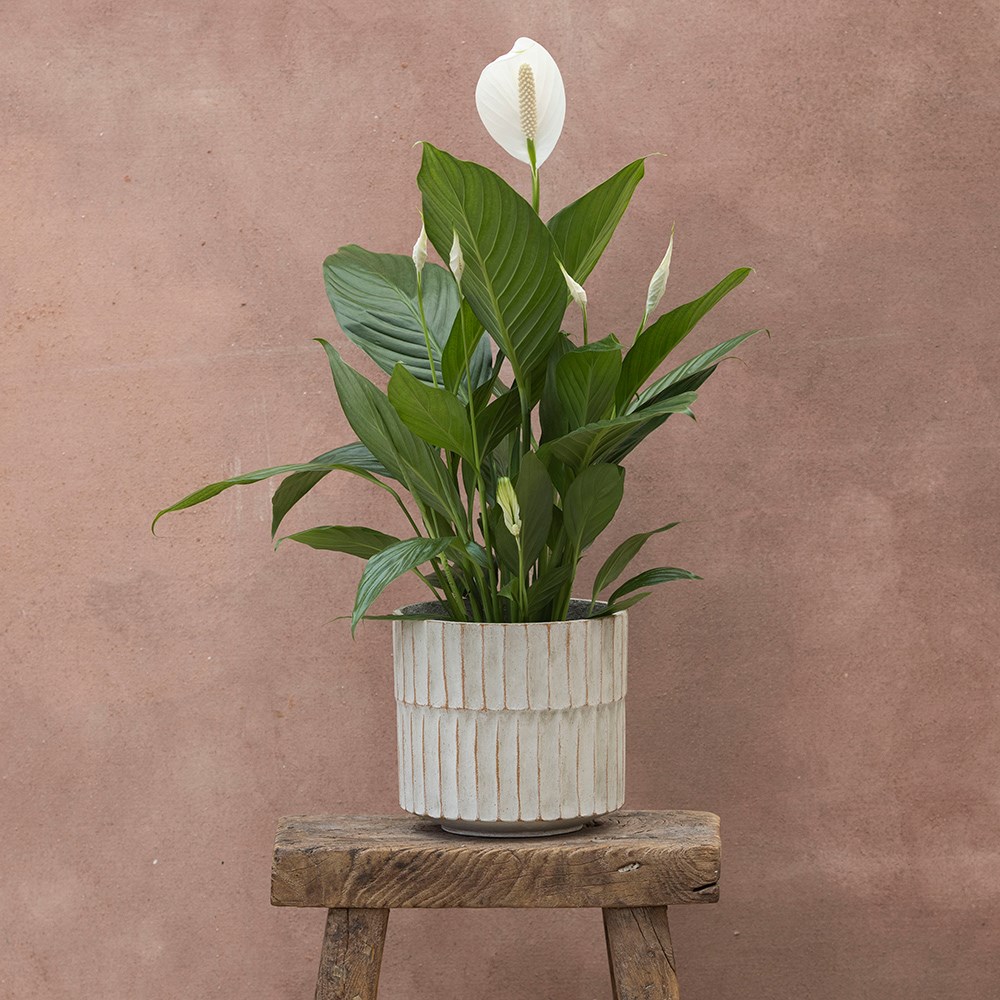 <i>Spathiphyllum</i> <b class=small-caps>Bingo Cupido</b> ('Spapril') (PBR) | Houseplant