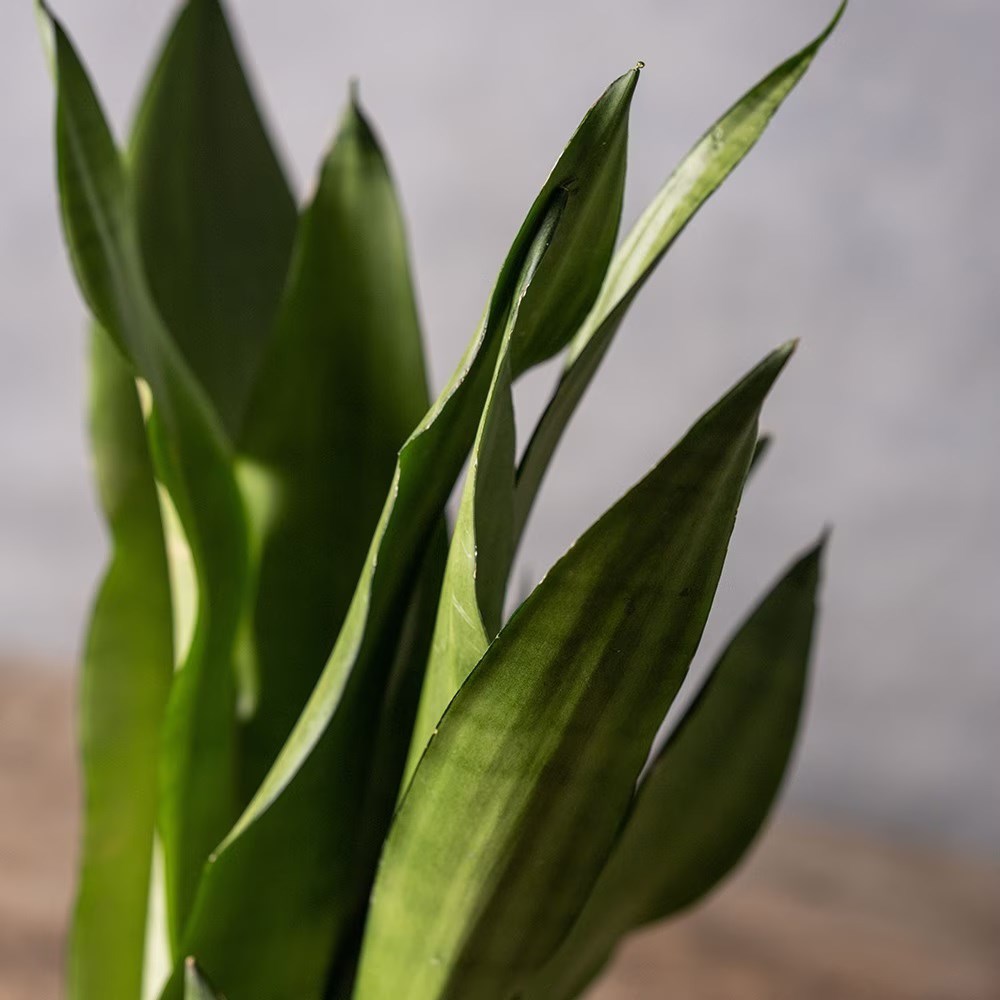<i>Sansevieria trifasciata</i> 'Moonshine'