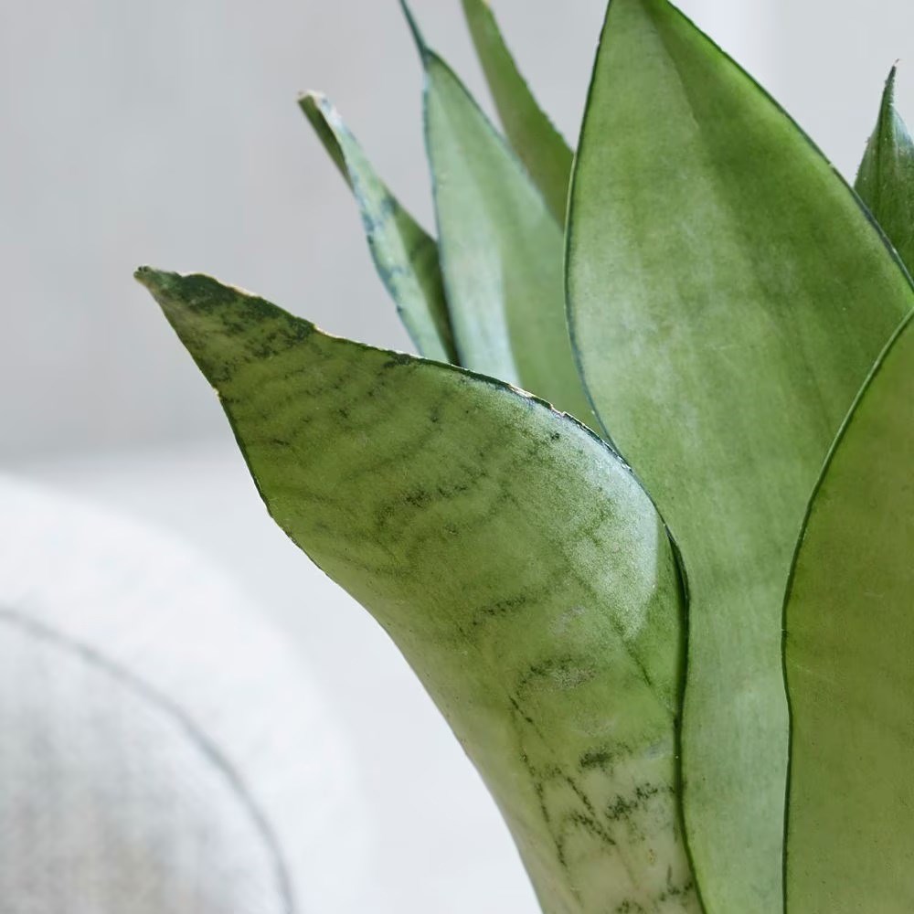 <i>Sansevieria trifasciata</i> 'Moonshine'