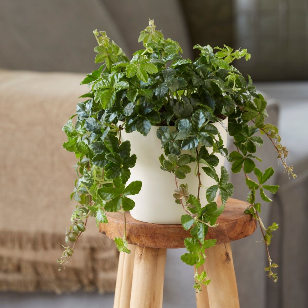 Cissus striata | Houseplant
