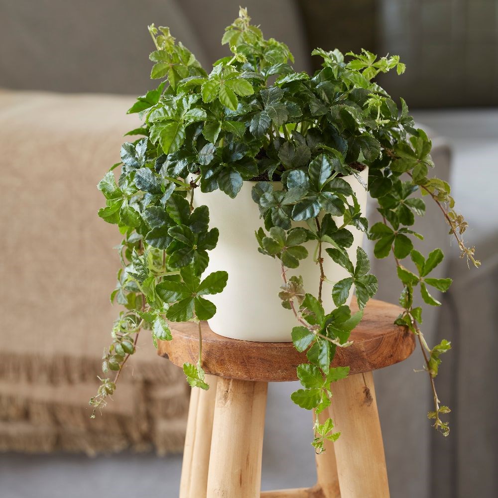 Cissus striata | Houseplant