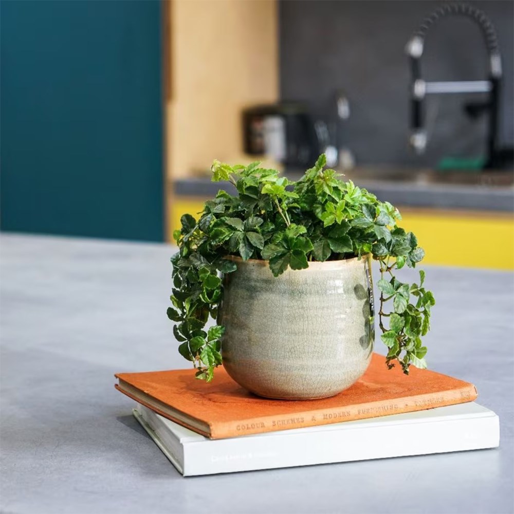 Cissus striata | Houseplant