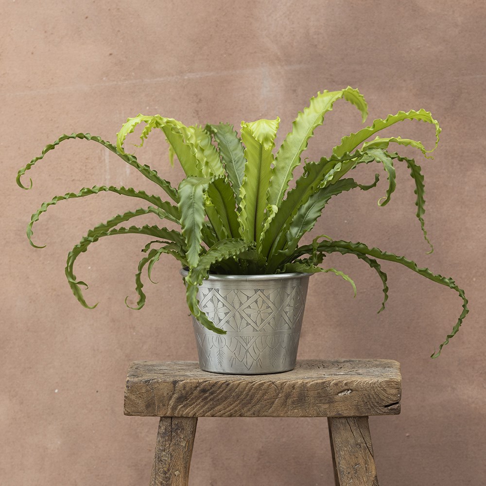 <i>Asplenium antiquum</i> 'Osaka'