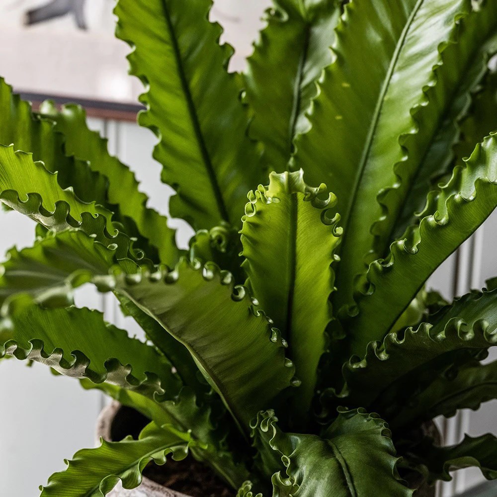 <i>Asplenium antiquum</i> 'Osaka'