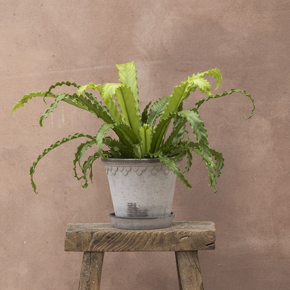 <i>Asplenium antiquum</i> 'Osaka'