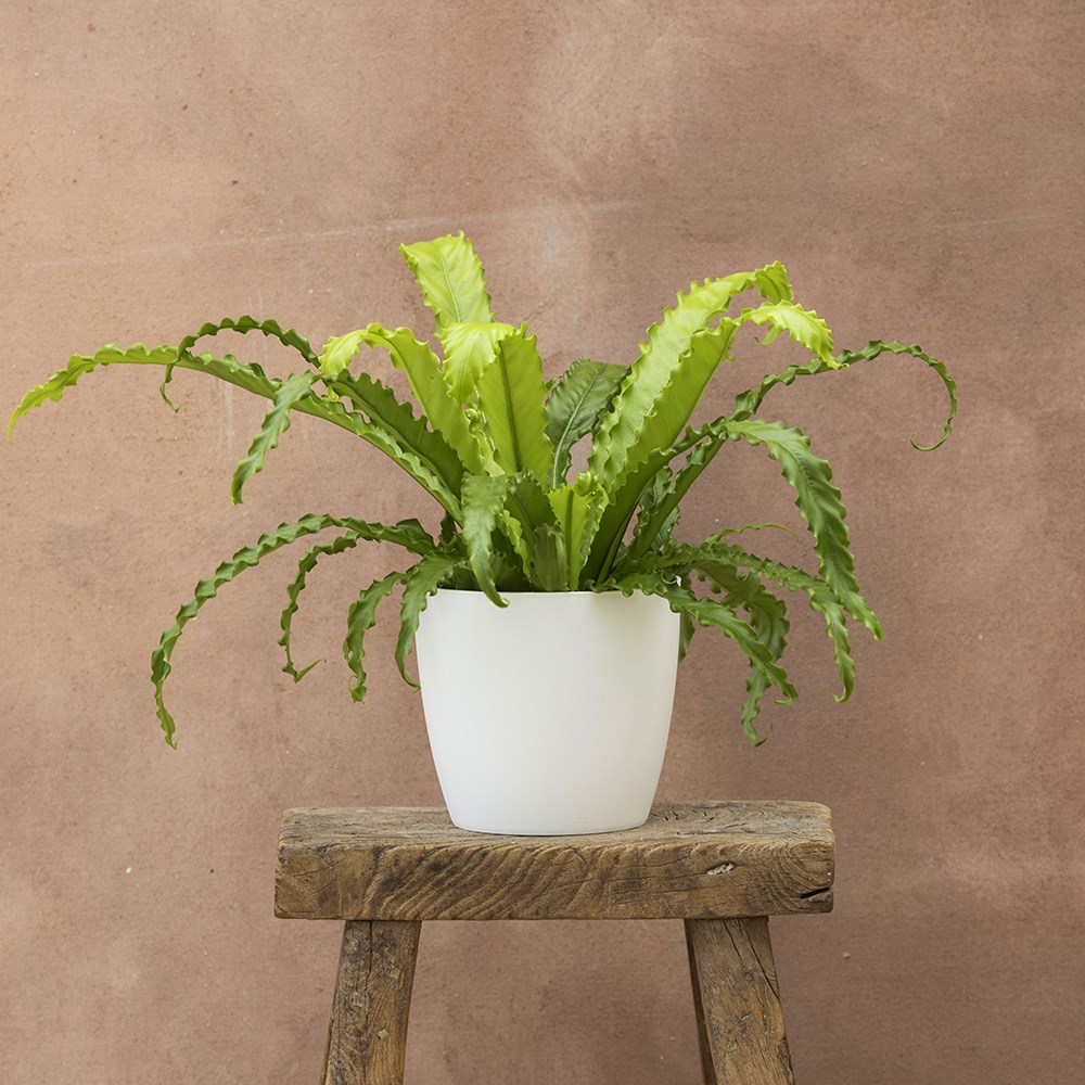 <i>Asplenium antiquum</i> 'Osaka'