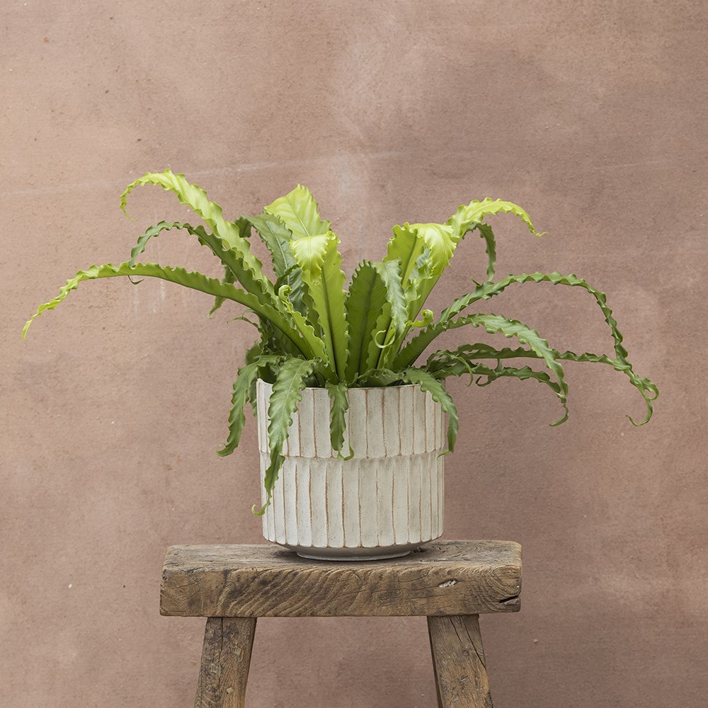 <i>Asplenium antiquum</i> 'Osaka'