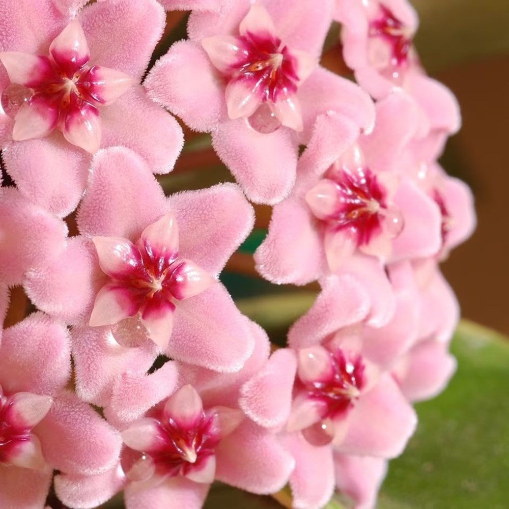 <i>Hoya carnosa</i> 'Krimson Queen'