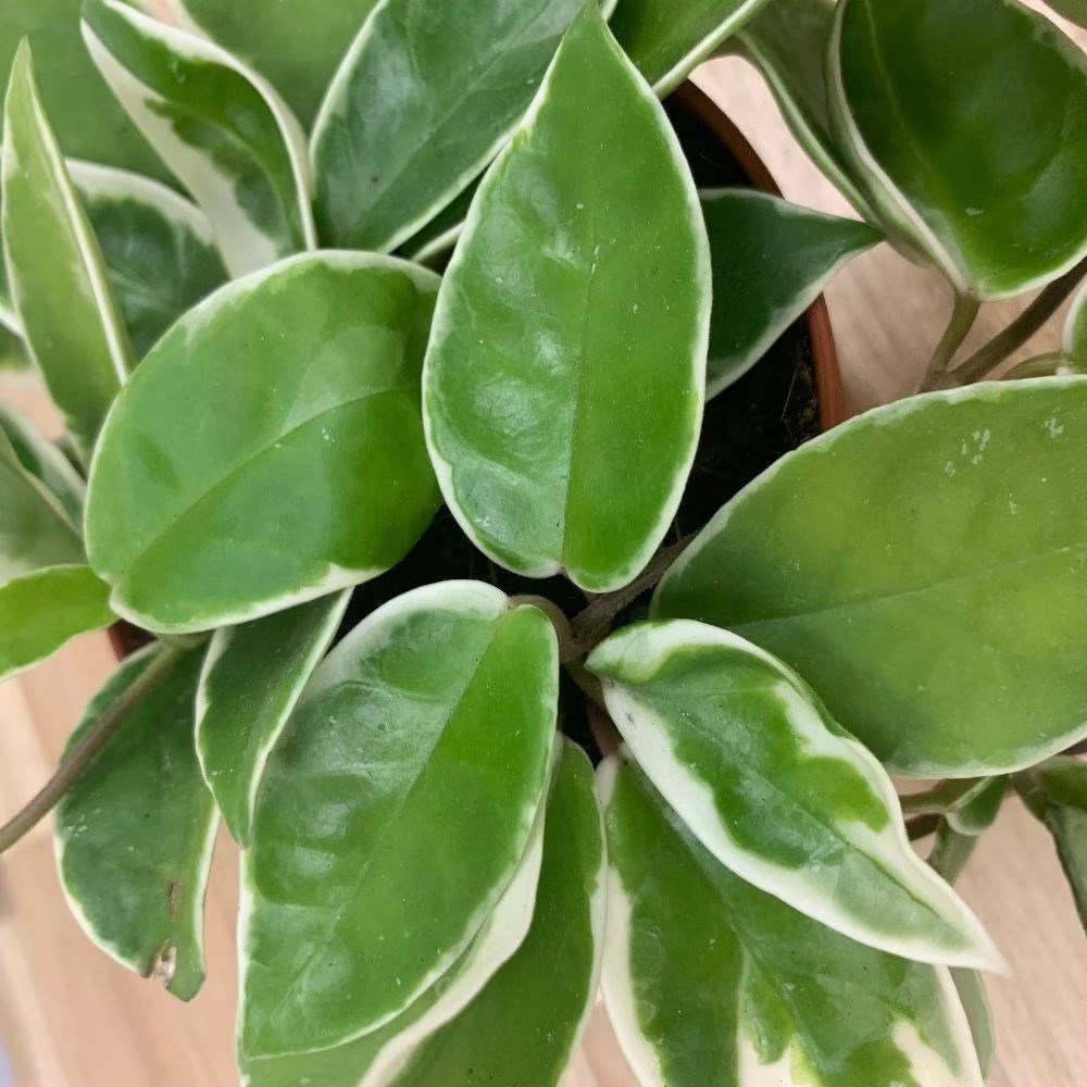 <i>Hoya carnosa</i> 'Krimson Queen'