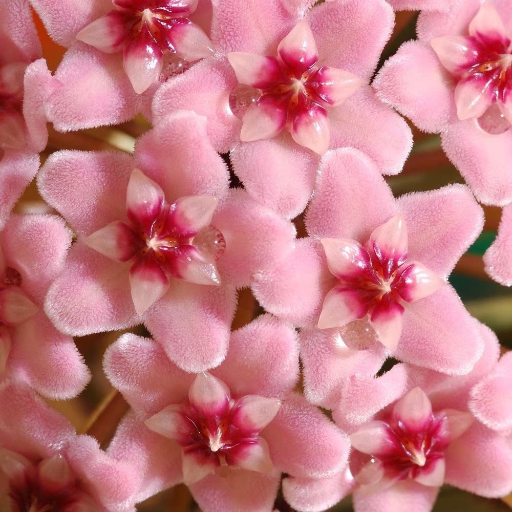 <i>Hoya carnosa</i> 'Krimson Queen'