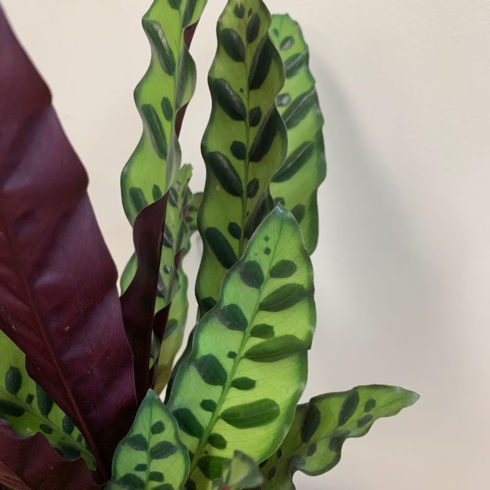 <i>Goeppertia lancifolia</i> 
