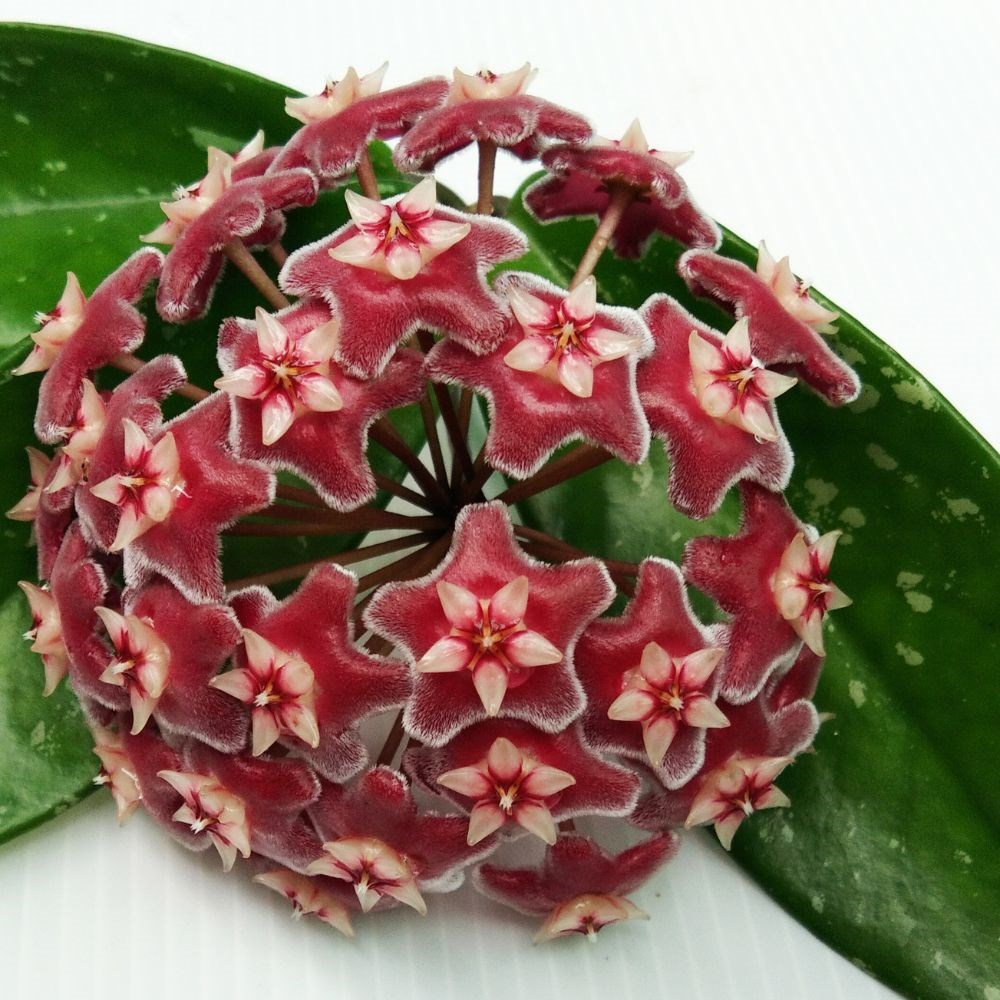 <i>Hoya pubicalyx</i> 