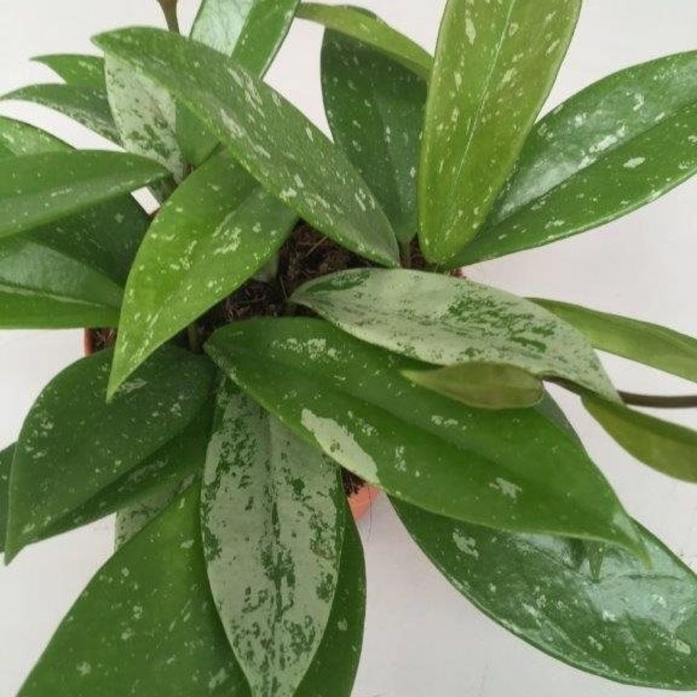 <i>Hoya pubicalyx</i> 