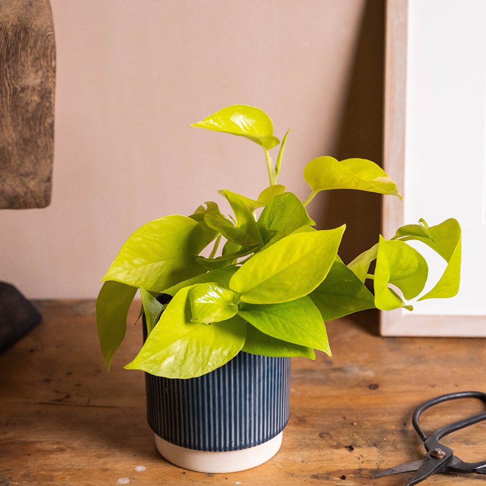 <i>Epipremnum pinnatum</i> 'Golden Pothos'