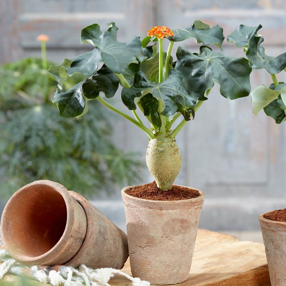 <i>Jatropha podagrica</i> 
