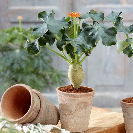 Jatropha podagrica