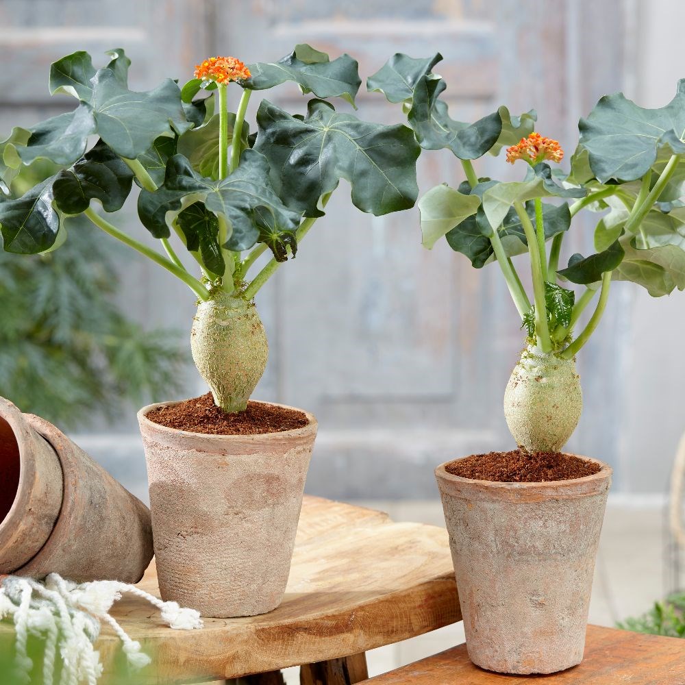 <i>Jatropha podagrica</i> 