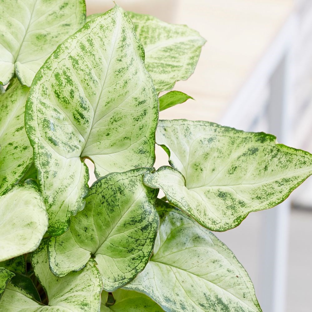 <i>Syngonium</i> 'Arrow'