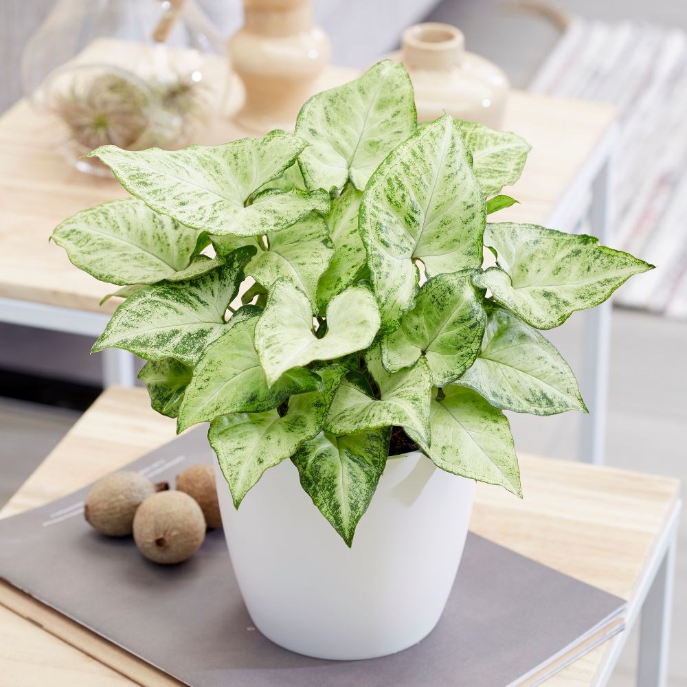 <i>Syngonium</i> 'Arrow'