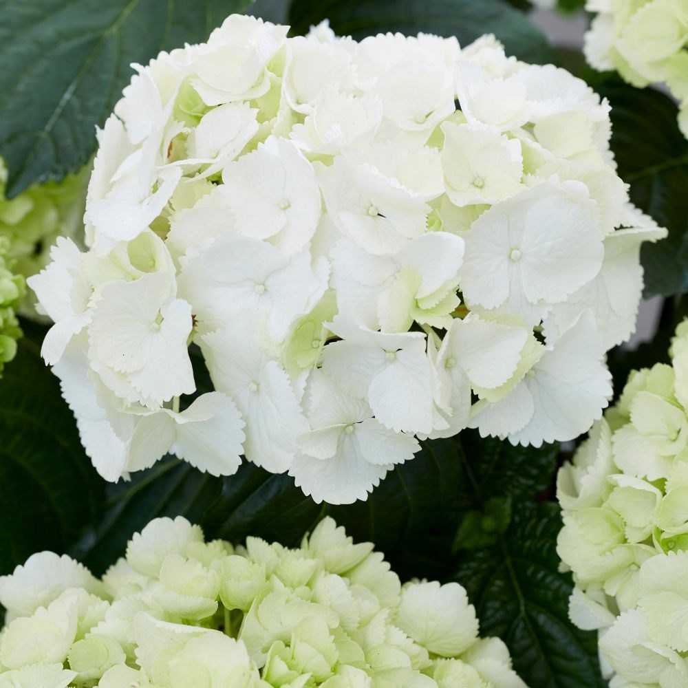 <i>Hydrangea macrophylla</i> 'Schneeball'