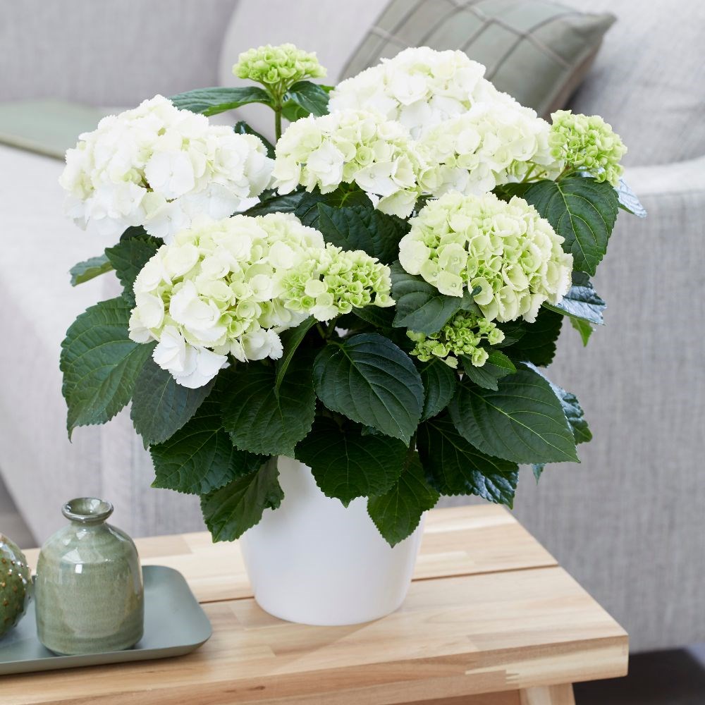 <i>Hydrangea macrophylla</i> 'Schneeball'