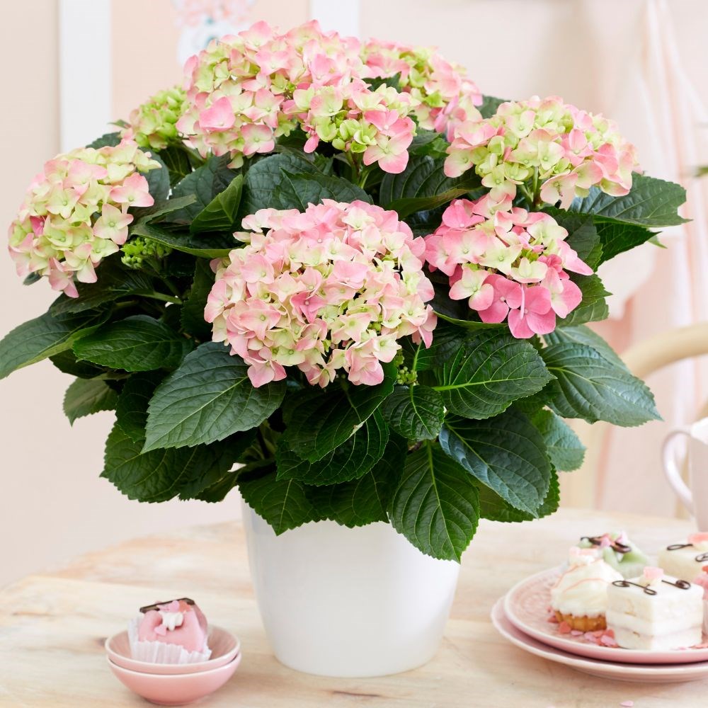 <i>Hydrangea macrophylla</i> 'Early Rosa'