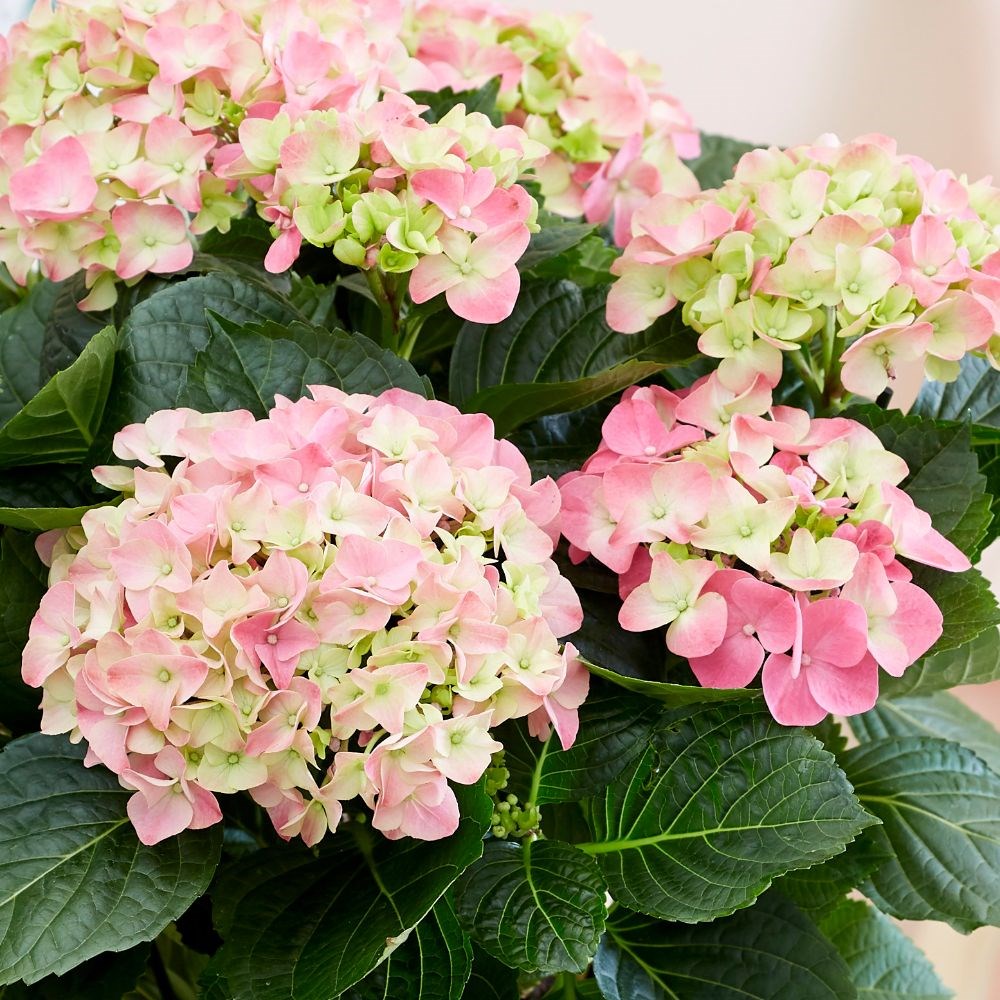 <i>Hydrangea macrophylla</i> 'Early Rosa'