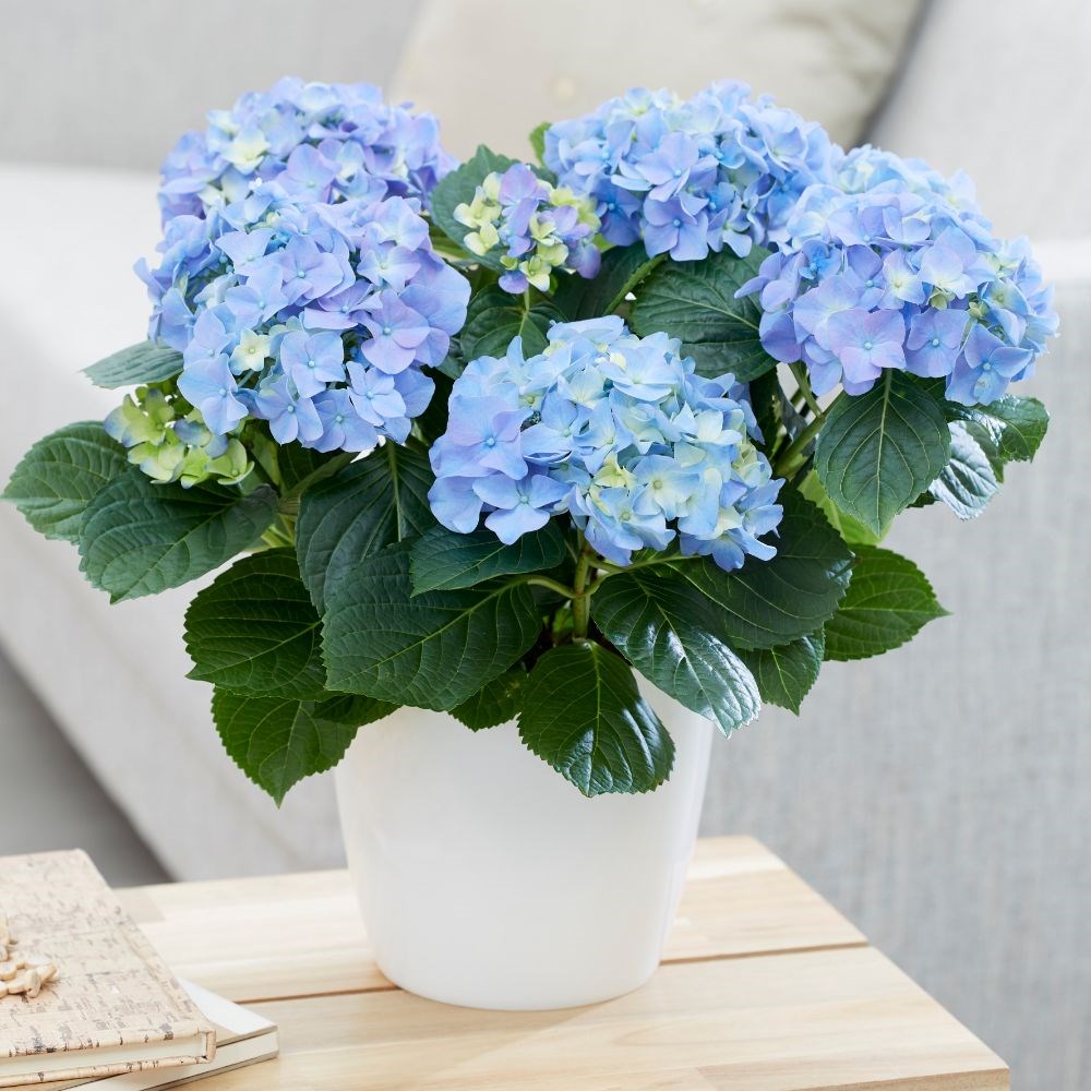 <i>Hydrangea macrophylla</i> <b class=small-caps>Early Blue</b> ('Hba 202911') (PBR)