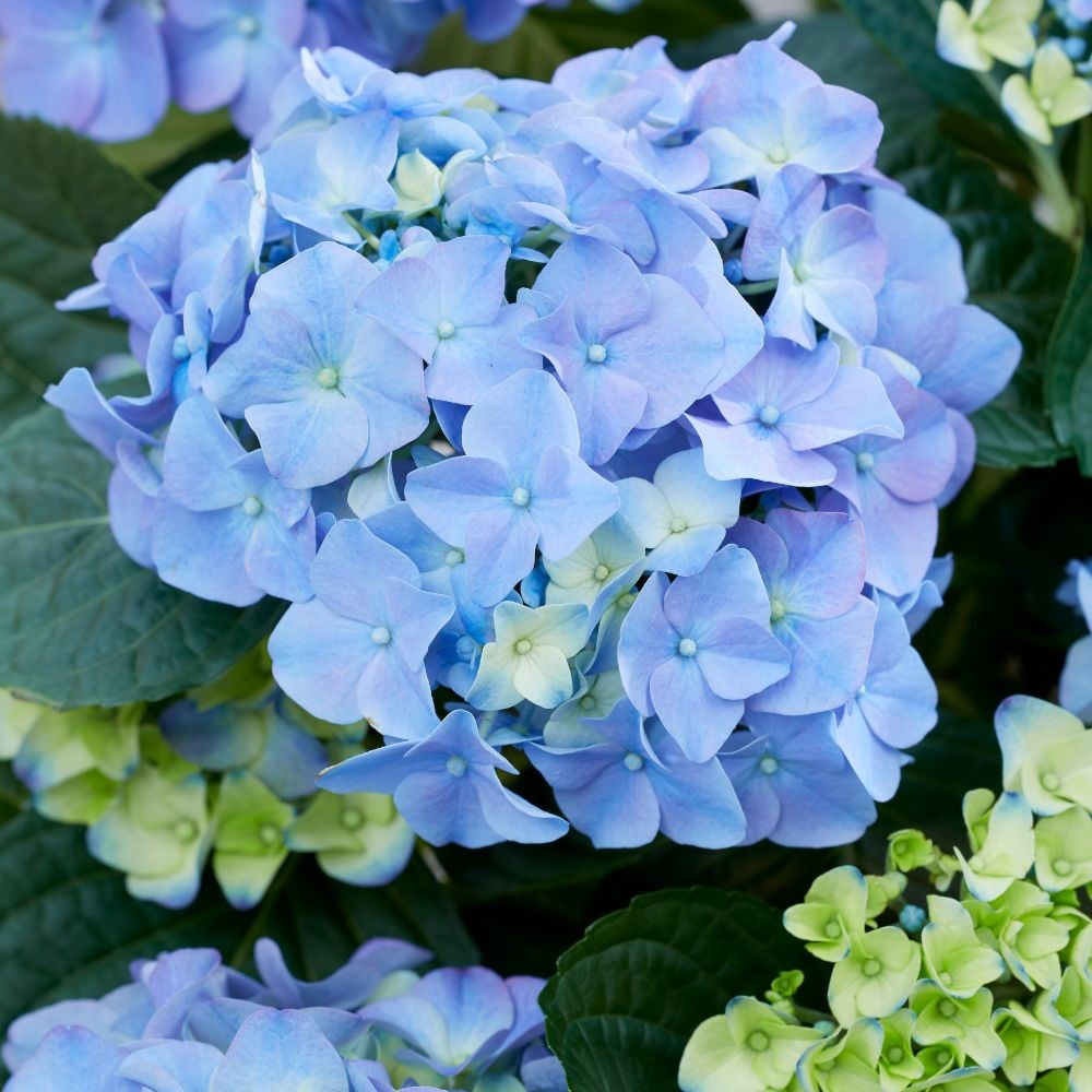 <i>Hydrangea macrophylla</i> <b class=small-caps>Early Blue</b> ('Hba 202911') (PBR)