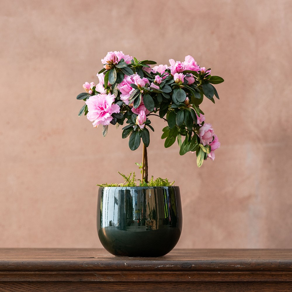 <i>Azalea simsii</i> standard pink | Houseplant