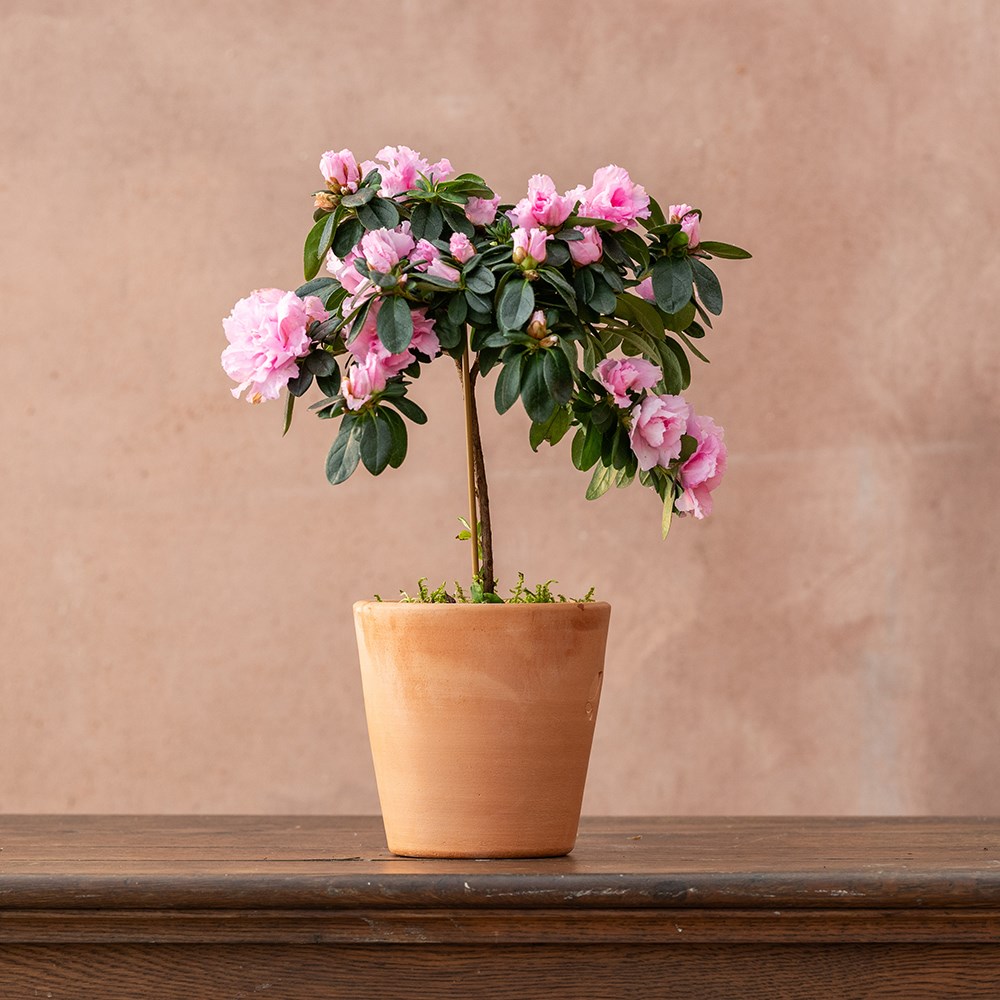 <i>Azalea simsii</i> standard pink | Houseplant