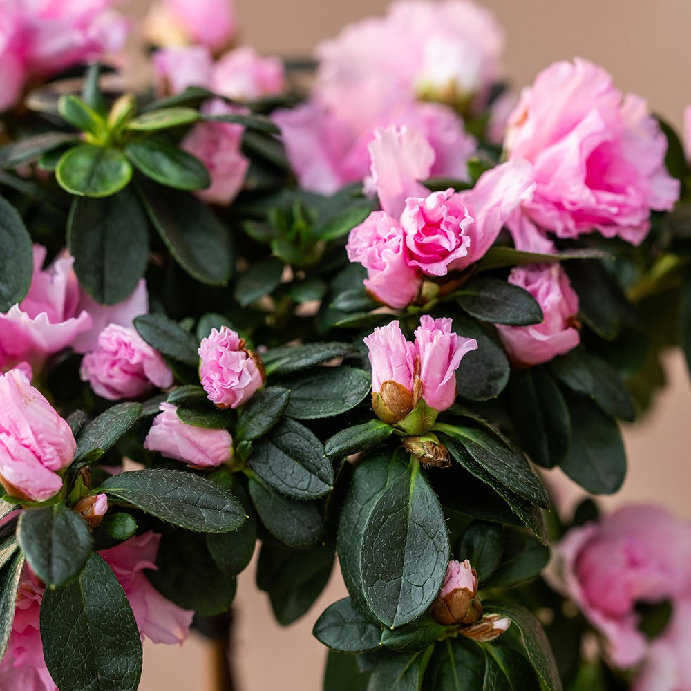 <i>Azalea simsii</i> standard pink | Houseplant
