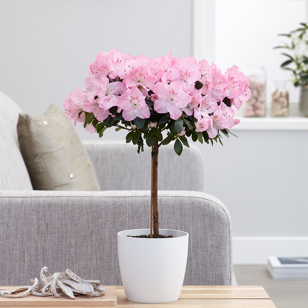 <i>Azalea simsii</i> standard pink | Houseplant