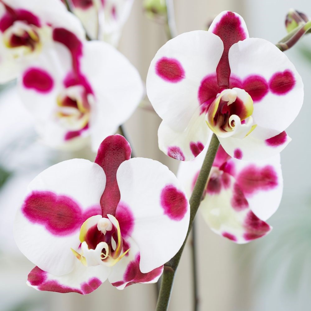 <i>Phalaenopsis</i> Ever-spring Fairy 'Elegant Polka Dots' | Orchid