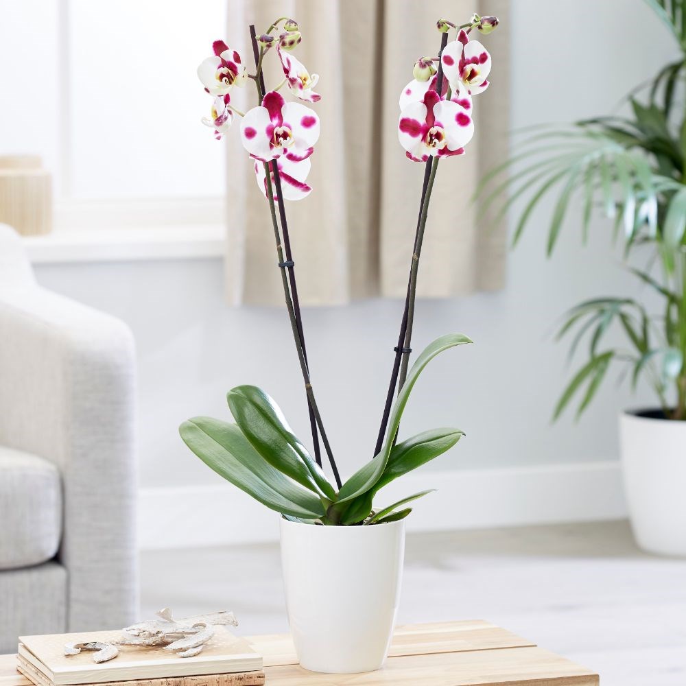 <i>Phalaenopsis</i> Ever-spring Fairy 'Elegant Polka Dots' | Orchid