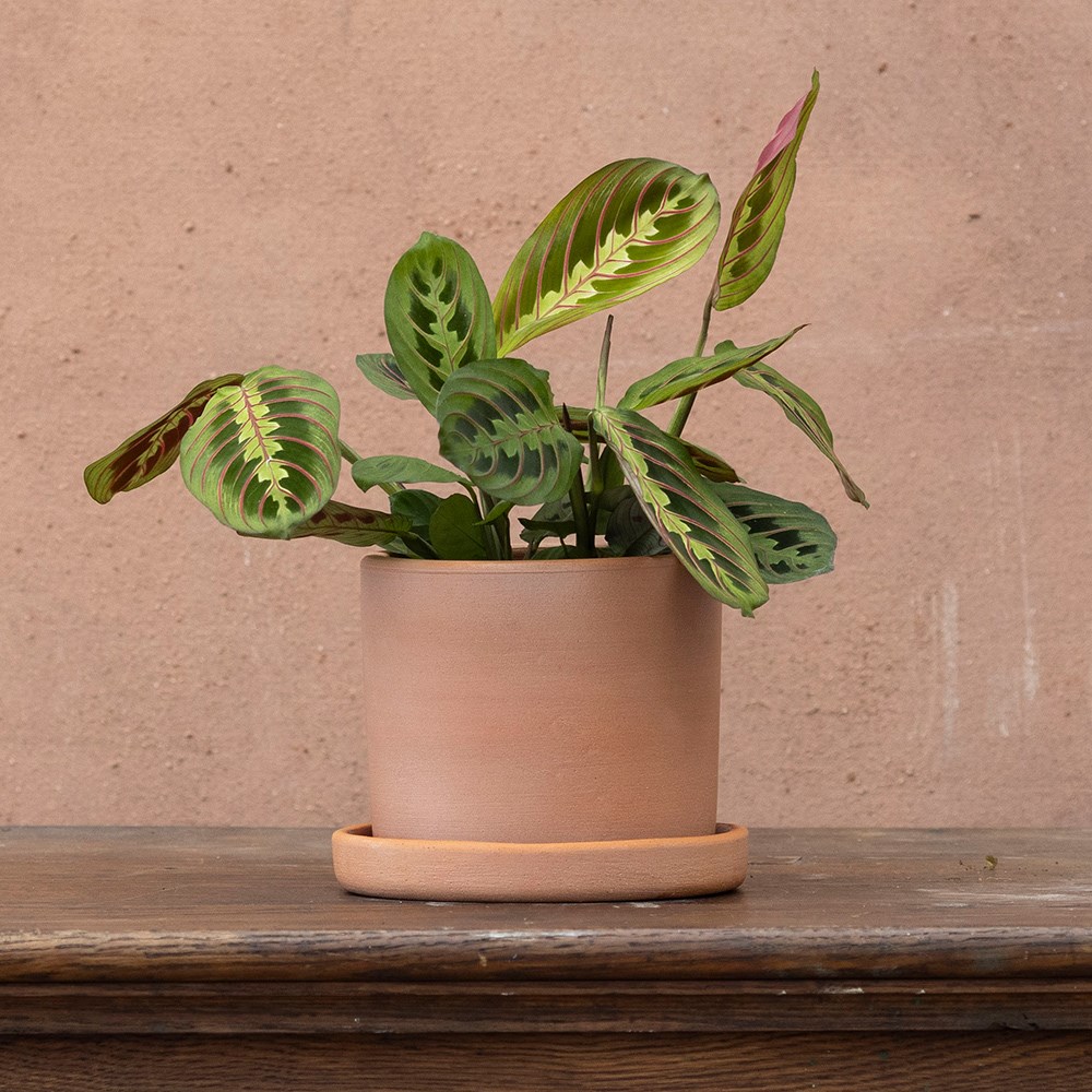<i>Maranta leuconeura</i> var. <i>leuconeura</i> 'Fascinator'