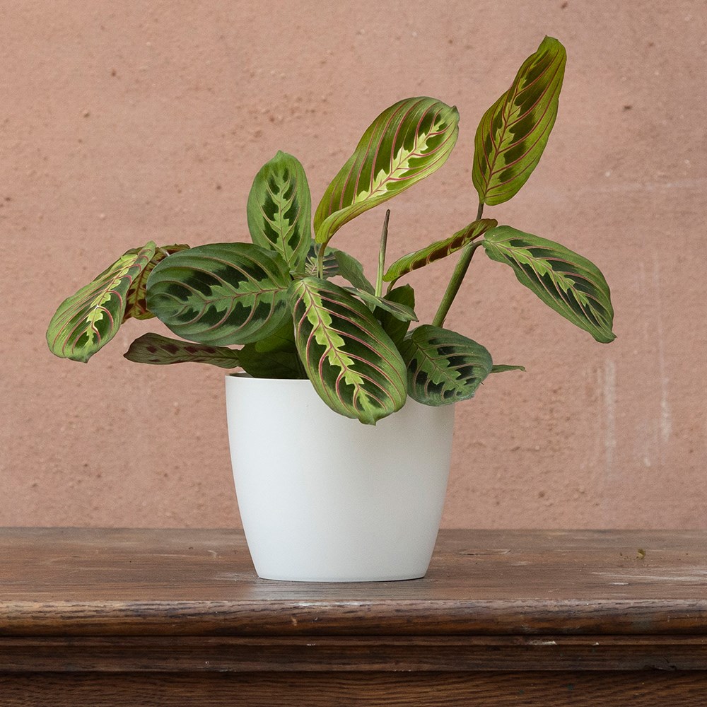 <i>Maranta leuconeura</i> var. <i>leuconeura</i> 'Fascinator'