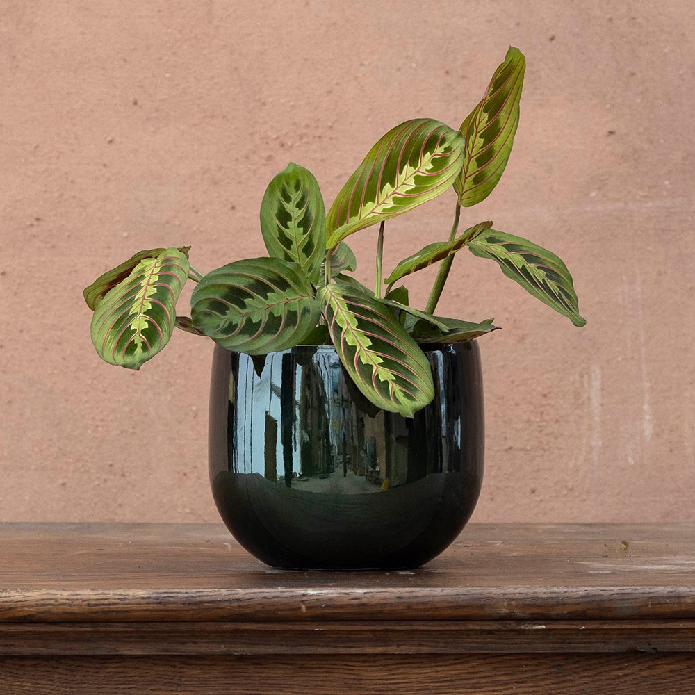 <i>Maranta leuconeura</i> var. <i>leuconeura</i> 'Fascinator'