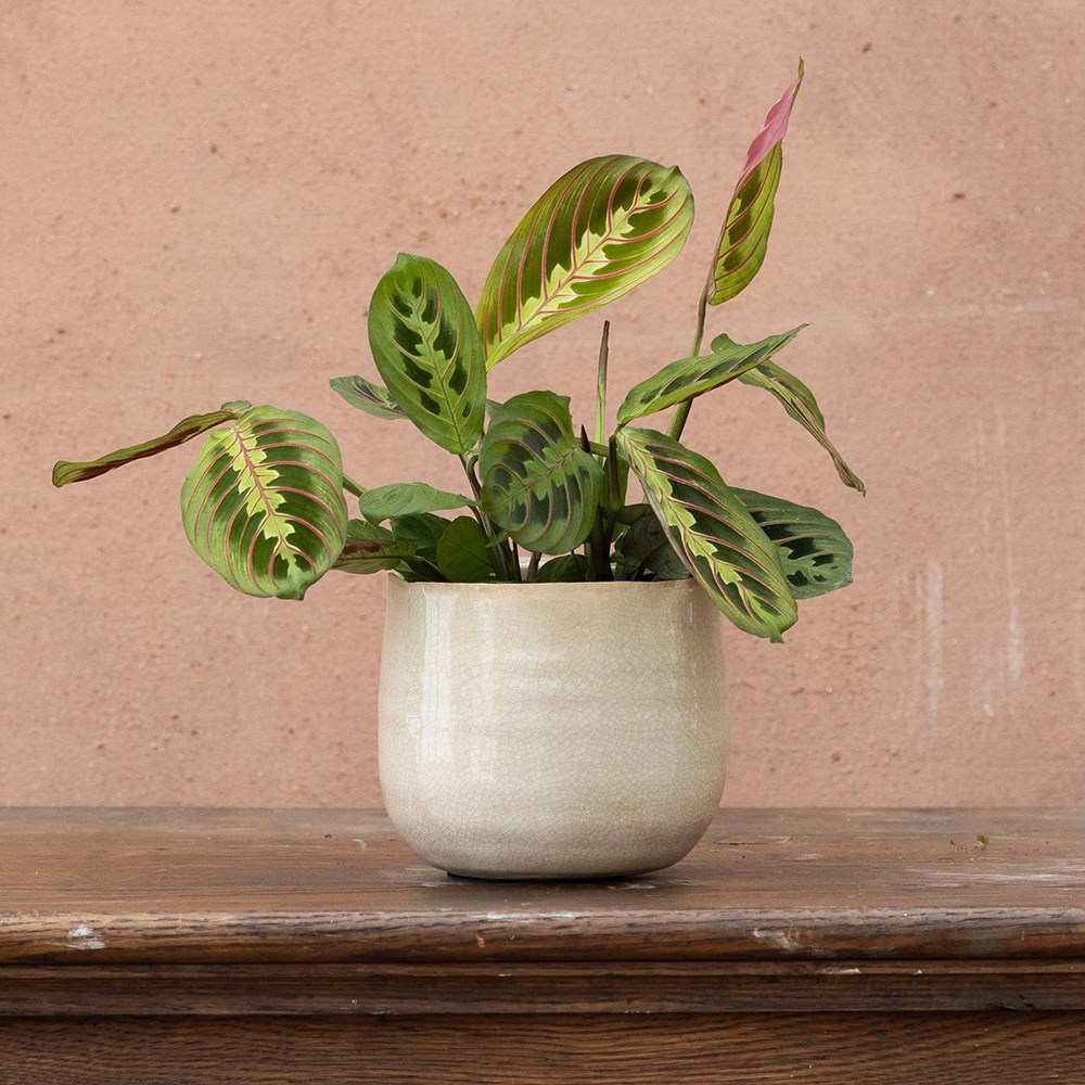 <i>Maranta leuconeura</i> var. <i>leuconeura</i> 'Fascinator'