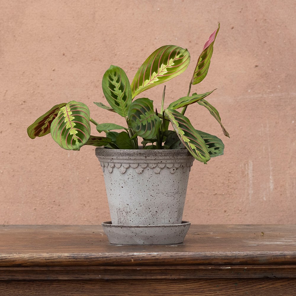 <i>Maranta leuconeura</i> var. <i>leuconeura</i> 'Fascinator'