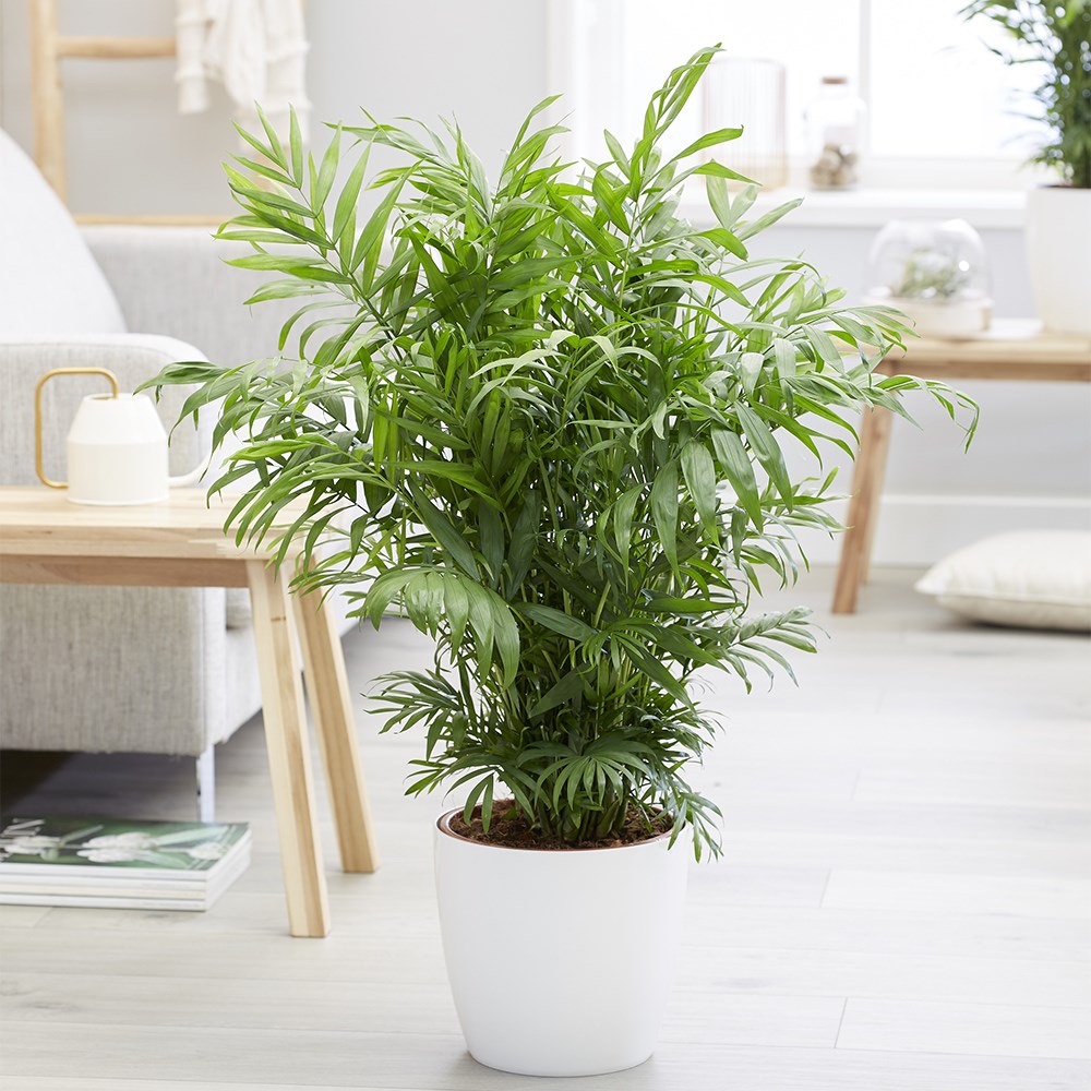 Chamaedorea elegans | Houseplant