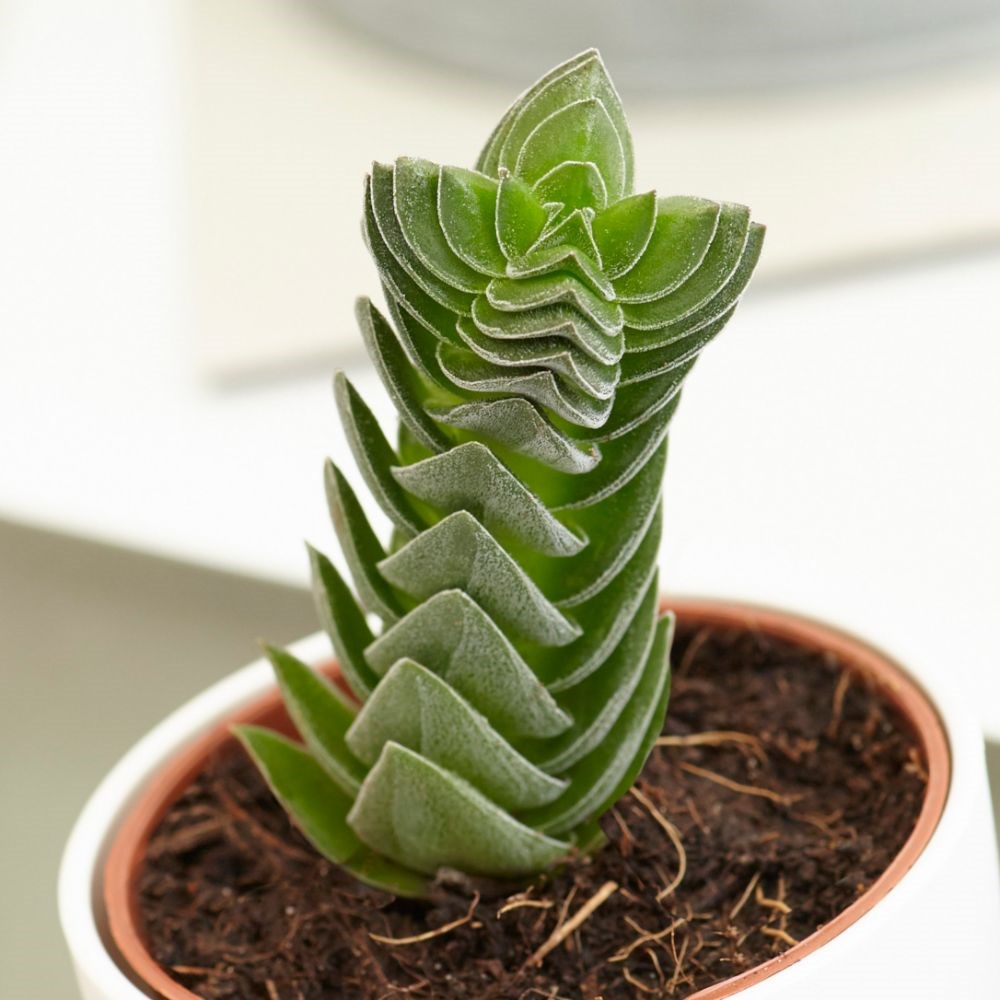 <i>Crassula</i> 'Buddha’s Temple'