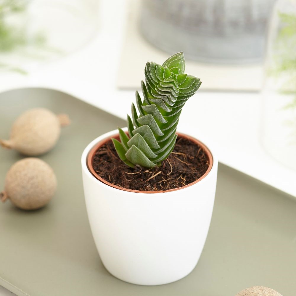 <i>Crassula</i> 'Buddha’s Temple'